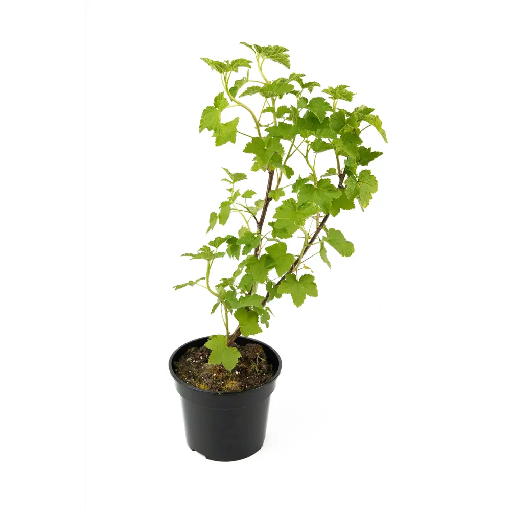 Саженец красной смородины Jonkheer Van Tets от Santreyd - обильный урожай в вашем саду 84841706 STLM-0957732 - Вид №1