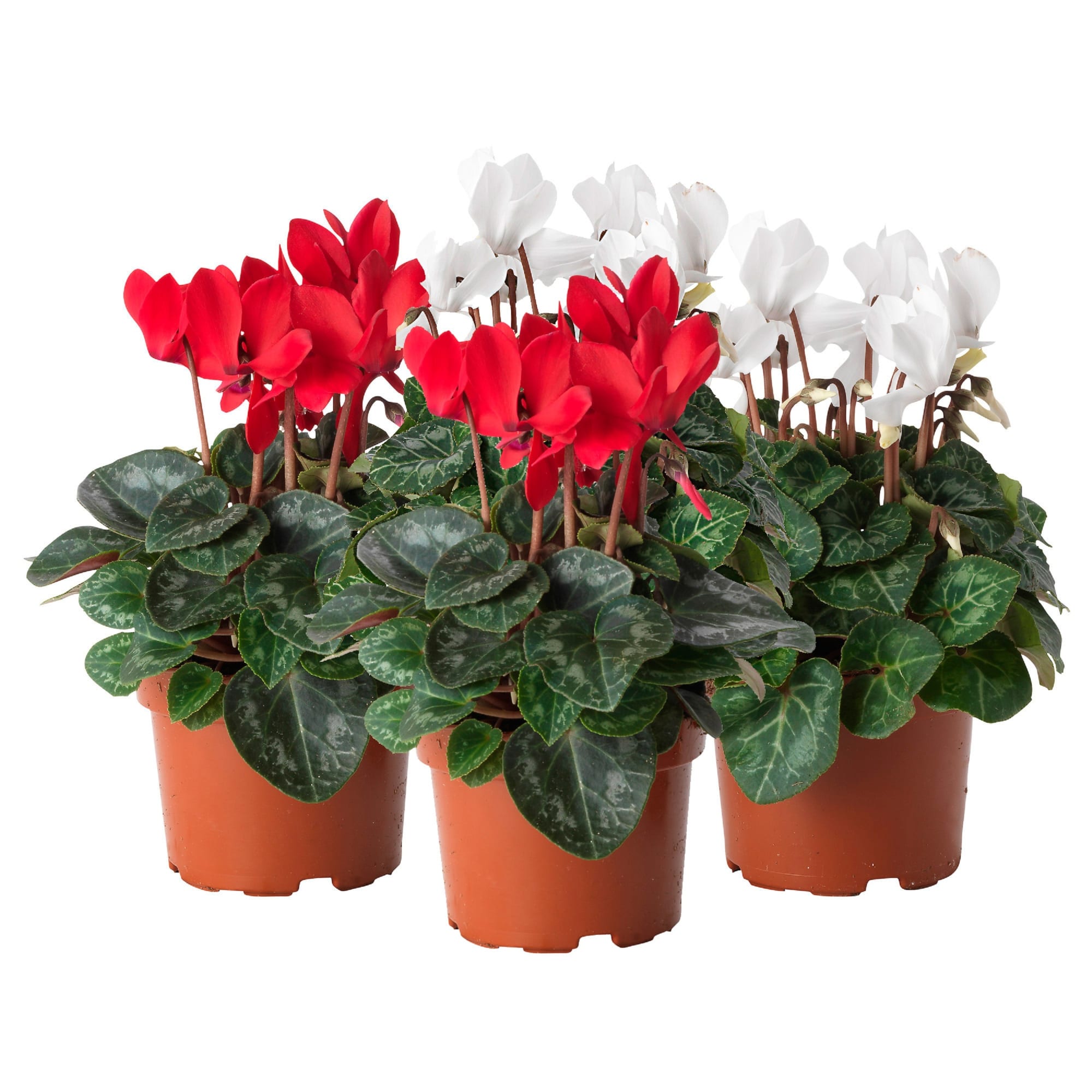 82579770 Цикламен d12 h30 Santreyd 