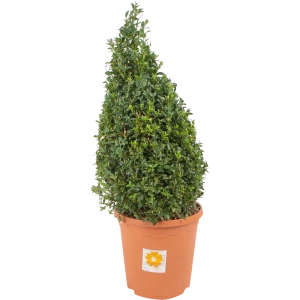 Буксус форма пирамида 23x40 см 82601599 STLM-2113015