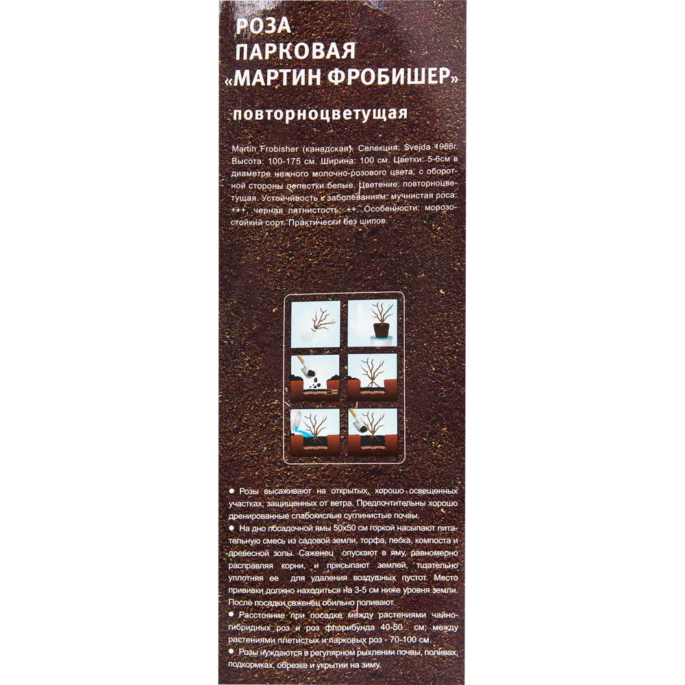 Роза парковая «Мартин Фробишер» в тубе 82142859 STLM-2176015 Santreyd  - Вид №2