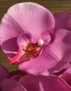 2581 420 a3 Искусственная орхидея Phalaenopsis, 103 см, real touch, вишня H-andreas