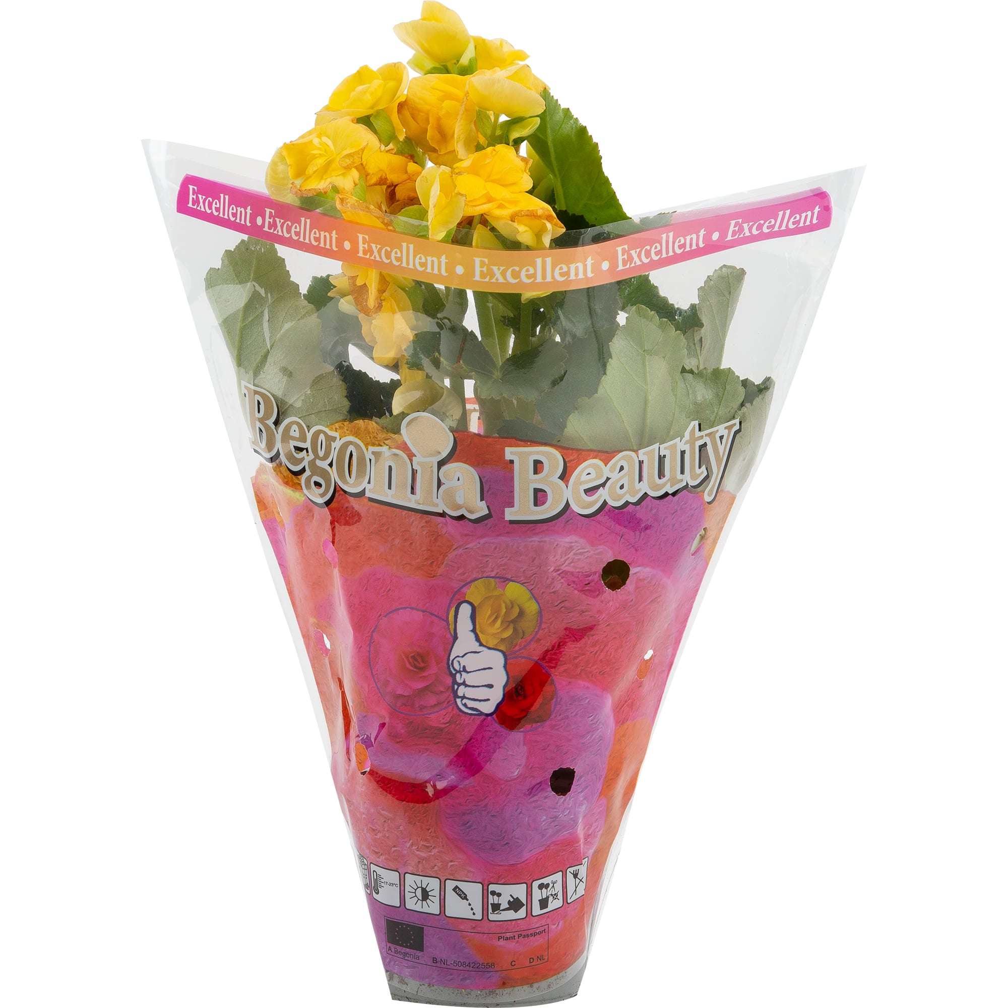 82579541 Бегония махровая микс d9 h25 Santreyd  - Вид №3