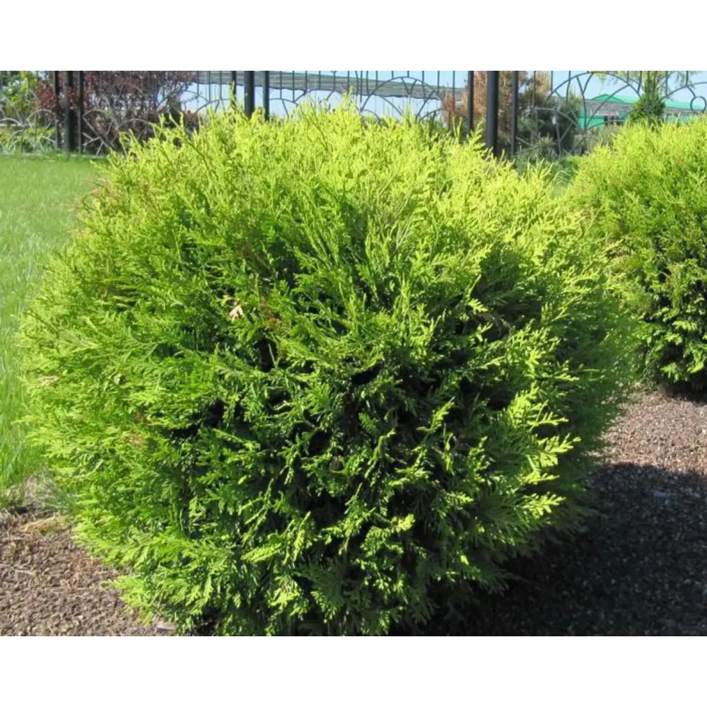 Туя западная Хозери ø22 h20 см 85440389 STLM-2162207 PLANTMARKET 