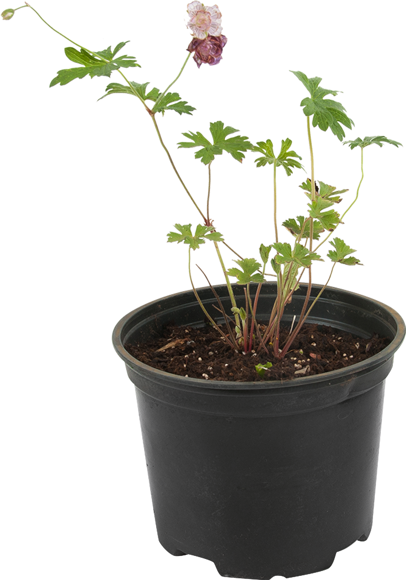 Герань Santreyd - пышное цветение с карминно-красными бутонами 82585335 STLM-0030693