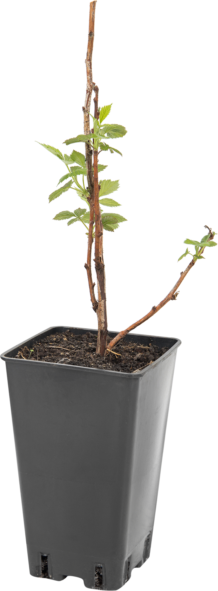 Саженец малины Геракл Santreyd - ремонтантный сорт с крупными ягодами 82597106 STLM-0031002