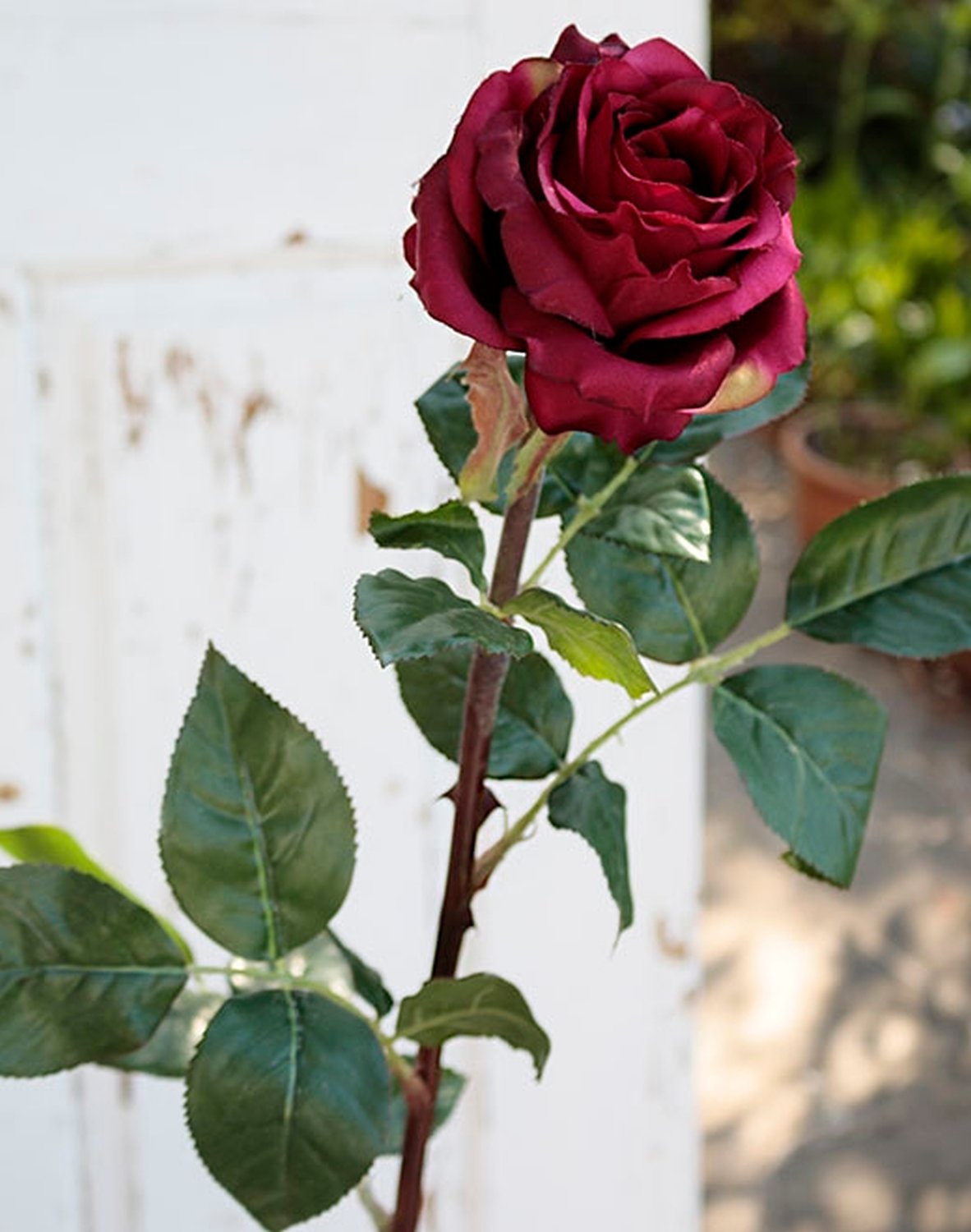 2313 442 a2 Ложная роза 'Curiosa', 77 см, бордовый H-andreas 