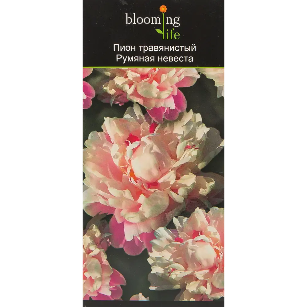 Пион травянистый Румяная невеста в тубе 82539513 STLM-2133480 BLOOMING LIFE  - Вид №2