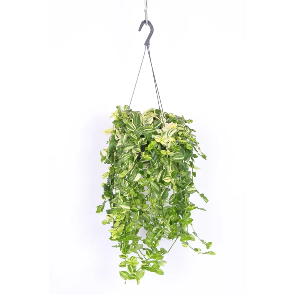 Santreyd Традесканция Еллоу Хилл — пестролистная красота для интерьера 89394861 STLM-1544448