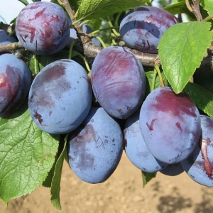 Слива Венгерка Новая пакет