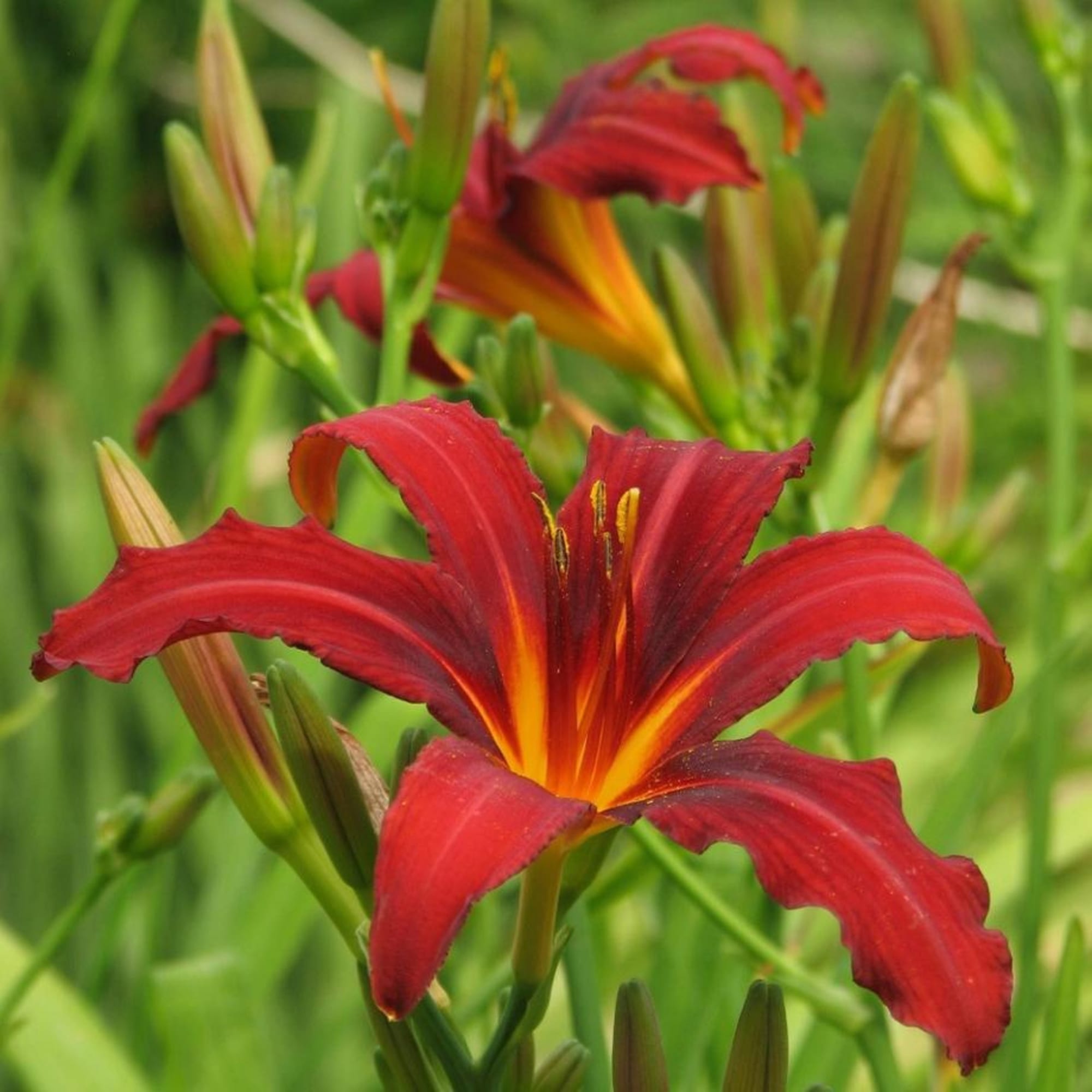 81954826 Лилейник С1 «Кримсон Пират» Santreyd  - Вид №2