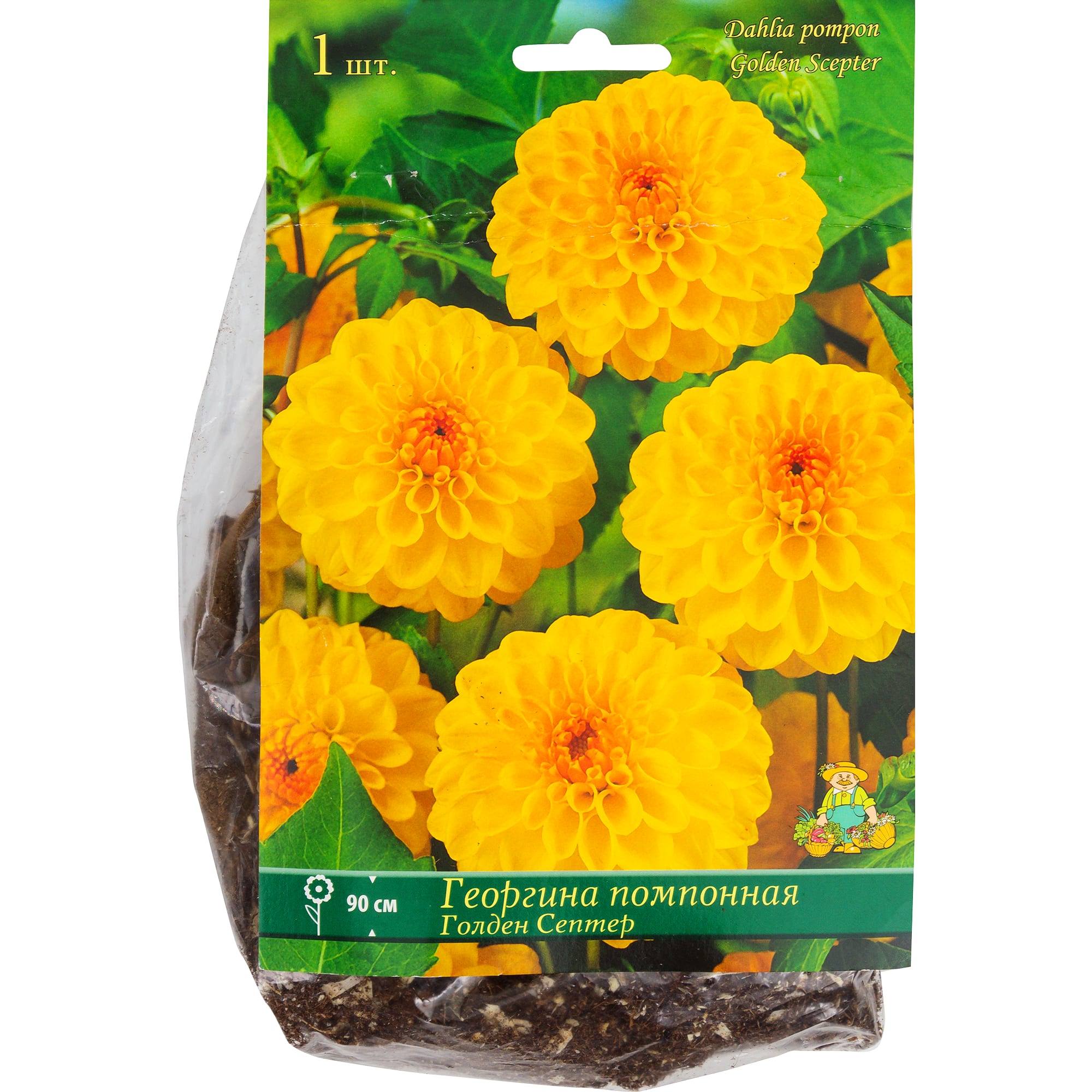 82118673 Георгины помпонные «Голден Септер», 1 шт Santreyd 