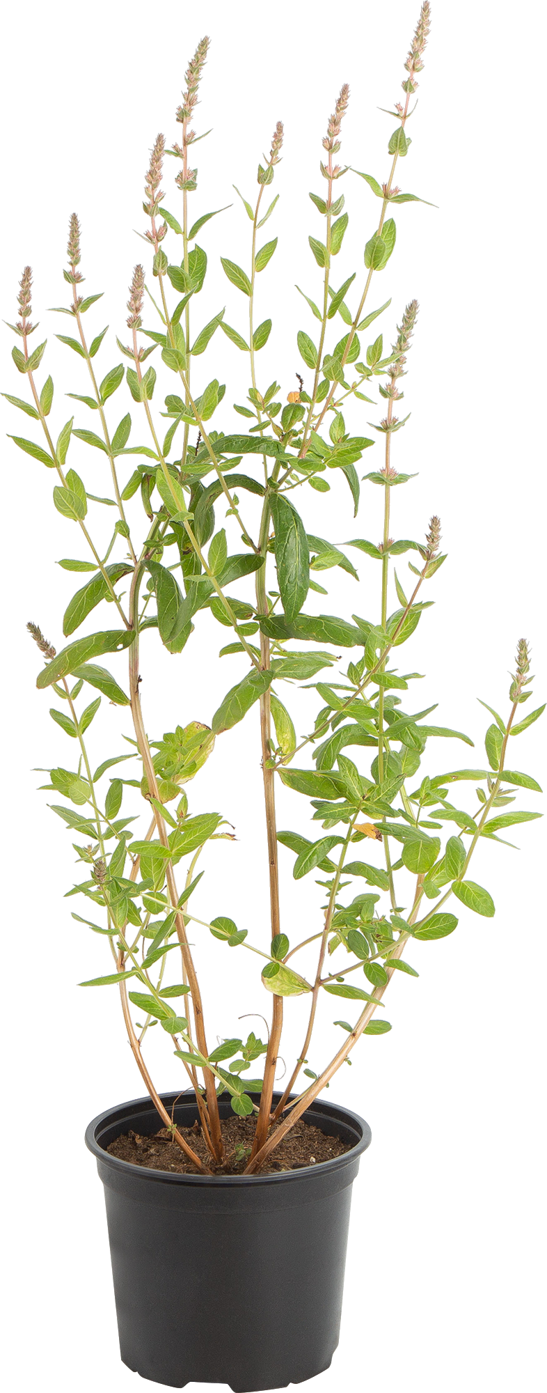 Дербенник иволистный Santreyd - многолетник с розовыми соцветиями 82219549