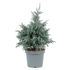 Кипарисовик горохоплодный Бейби Блю ø23 h25 см