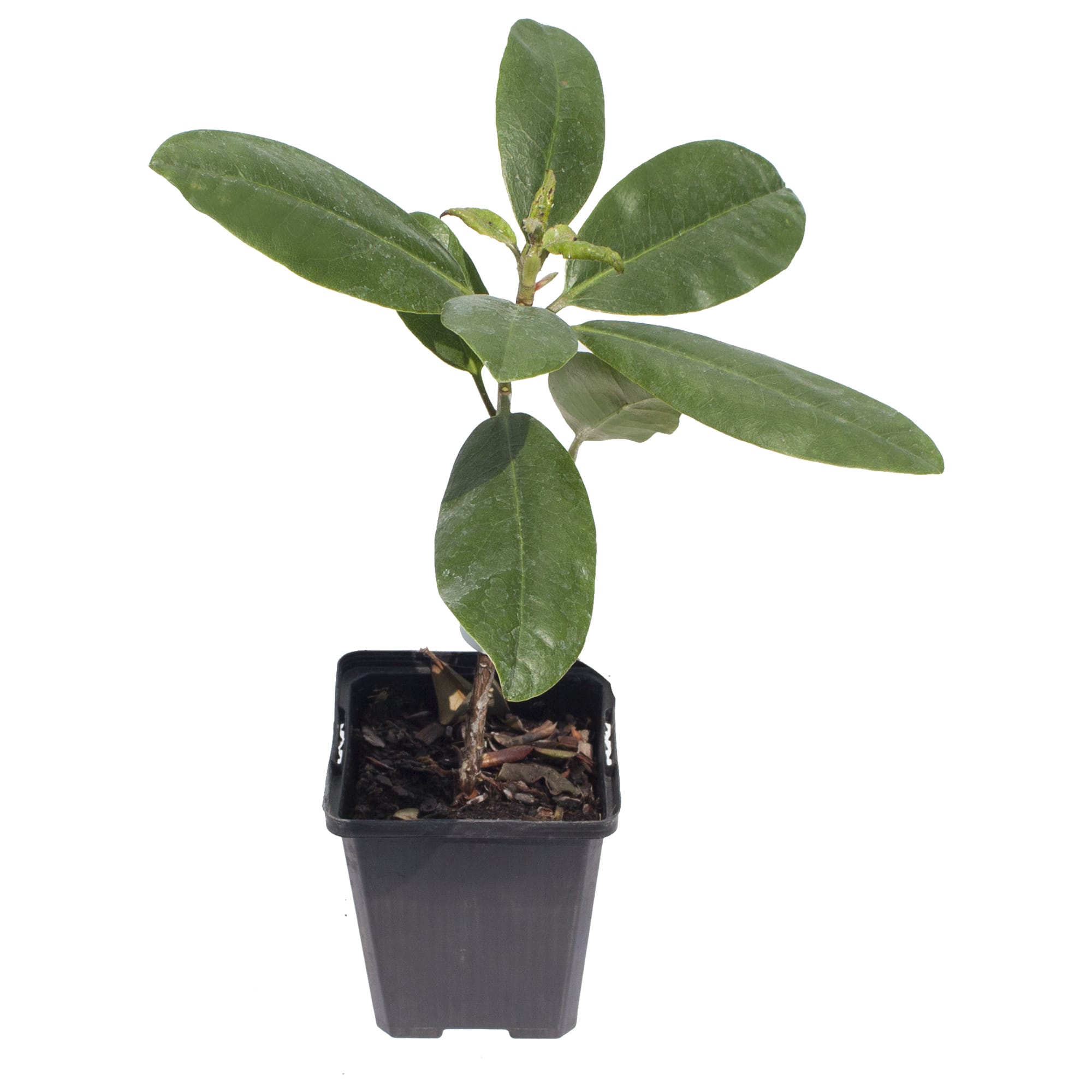 17892121 Рододендрон Диадем, Р9 Santreyd  - Вид №1