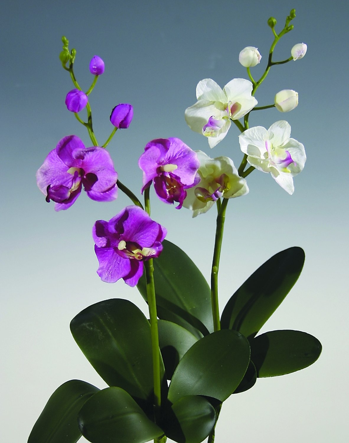 2524 420 a2 Искусственная орхидея Phalaenopsis, 5 листьев, 35 см, вишня H-andreas 