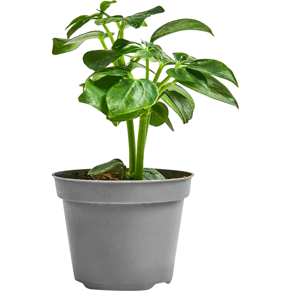 Шеффлера Лузеана от Santreyd — Звездный лист для вашего интерьера 89352949 STLM-0949785