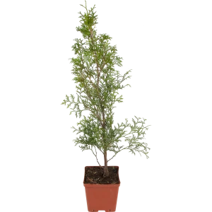 Туя западная «Колумна» 15x30 см 82596818 STLM-2182044