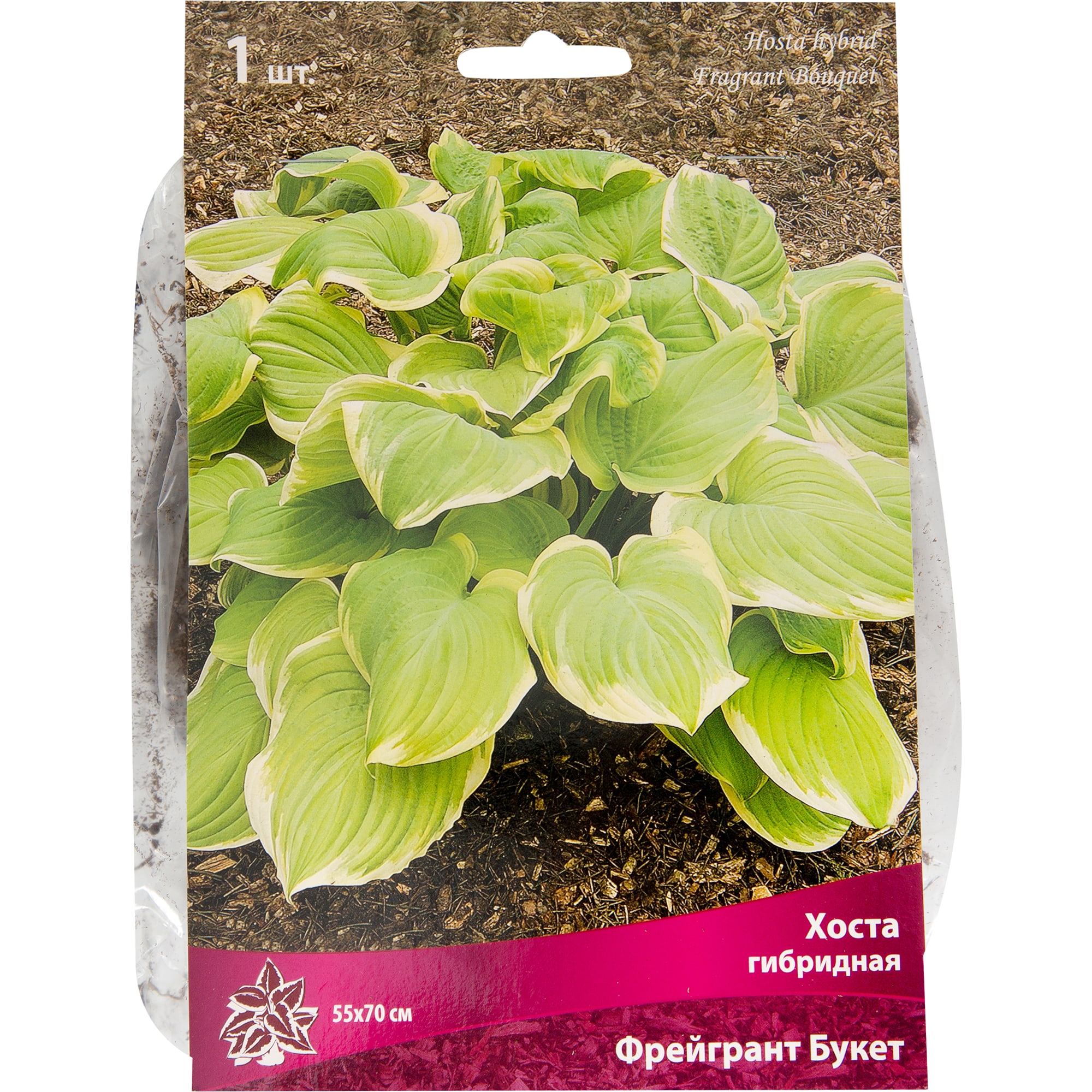 82118740 Хоста гибридная «Фрейгрант Букет», 1 шт Santreyd 