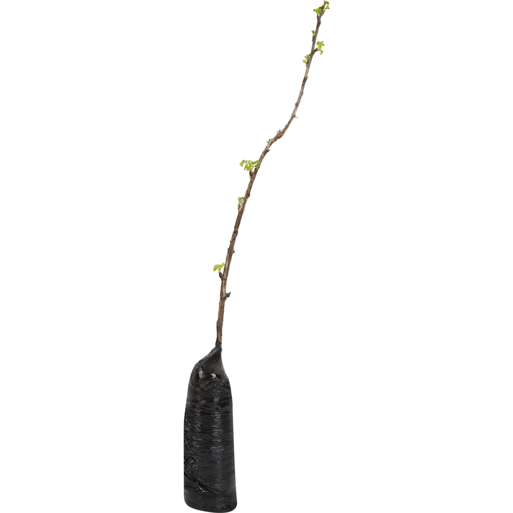 Крыжовник Русский жёлтый в тубе 82539567 STLM-2089437 BOTANIC COLLECTION  - Вид №1