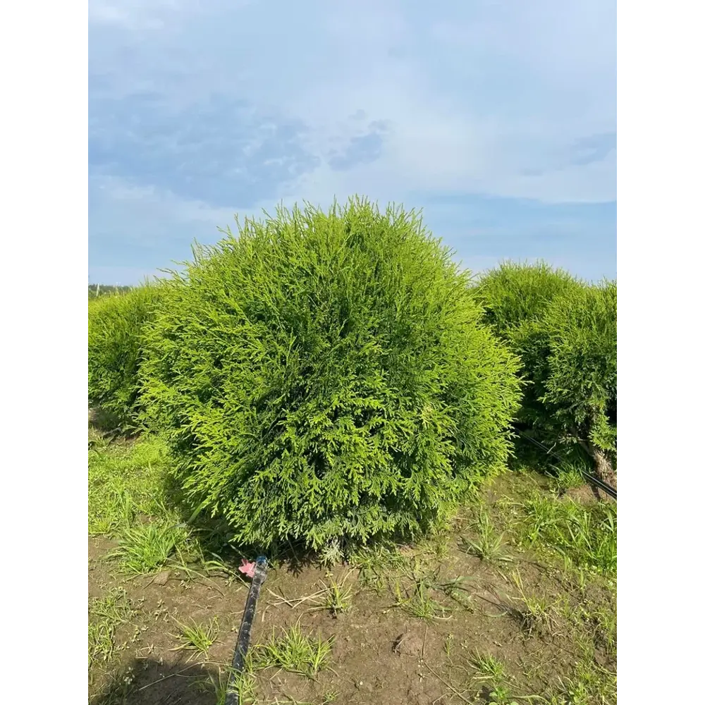Туя западная Глобоза ø40 h88 см Santreyd STLM-2108728