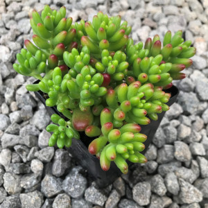 Седум микс - многолетний цветущий очиток для солнечных участков 85324913