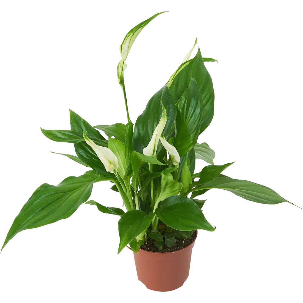 Santreyd Спатифиллум Кватро — изящное комнатное растение с белыми цветами 85324986 STLM-0061543 - Вид №1