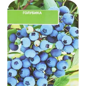 Голубика высокорослая Денис Блю ø17 h30 см 85325553 STLM-2013378
