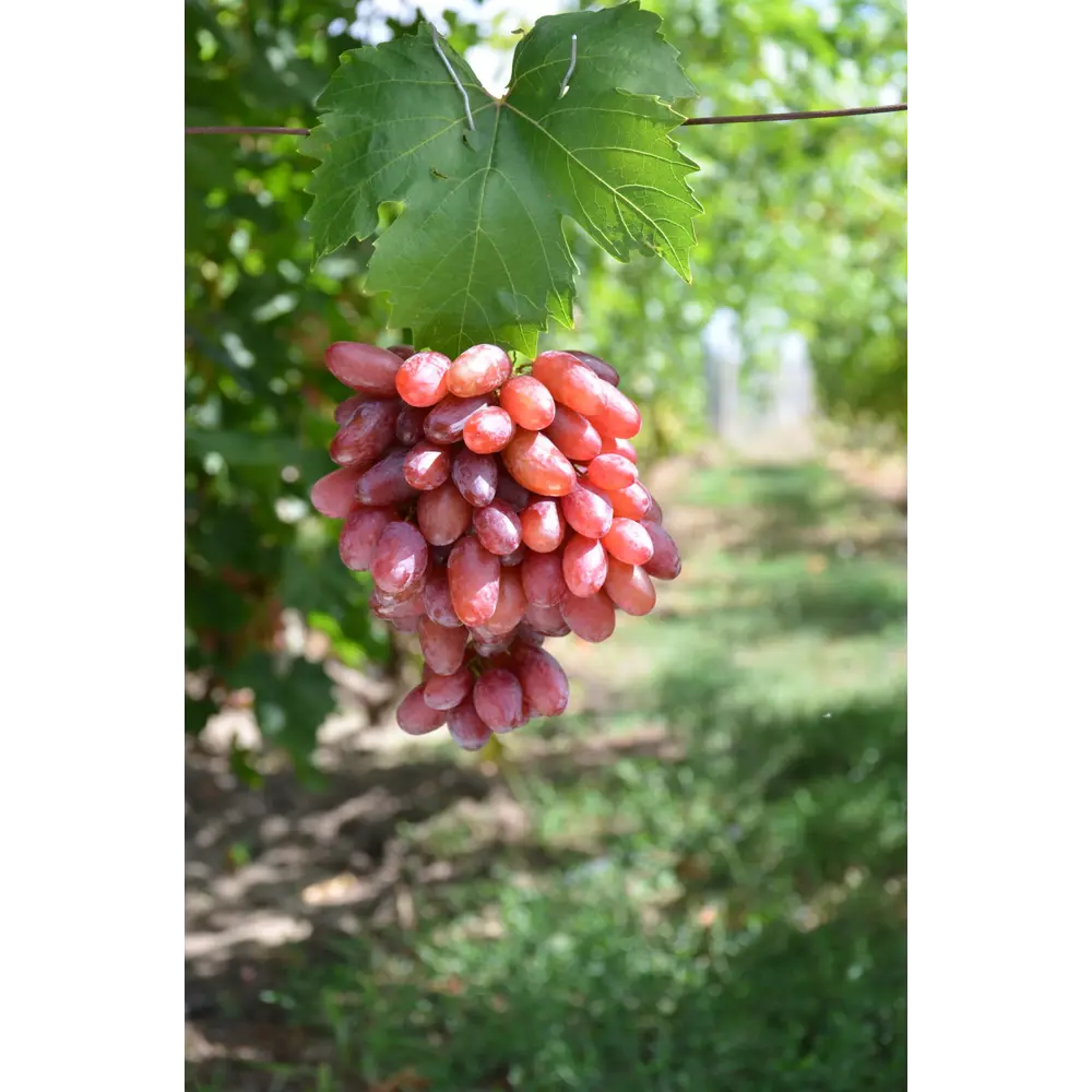 Виноград культурный Подарок Несветая 89465359 STLM-2046217 PLANTMARKET 