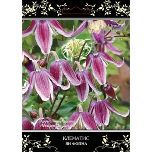 Клематис крупноцветковый Люкс Ян Фопма h15 см 83431387 STLM-2182470