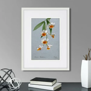 Картина в раме 32х42 см An orchid (Dendrobium thyrsiflorum), 1899г. КАРТИНЫ В КВАРТИРУ  264517 Зеленый;серый;разноцветный