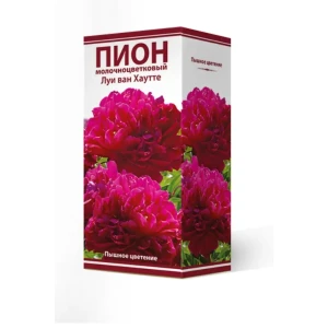 Пион травянистый Луи Ван Хаутте луковица 2-3 83600179 STLM-2100123