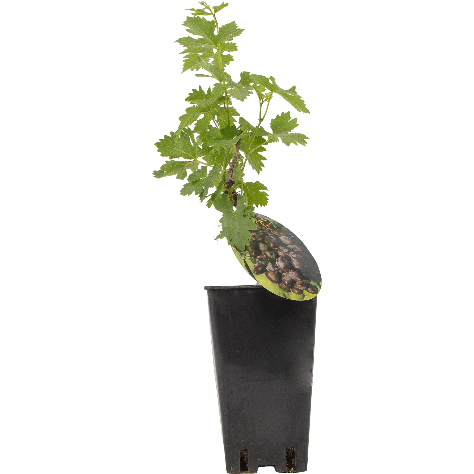 82596932 Виноград плодовый «Кодрянка» C2 высота 50 см Santreyd  - Вид №2