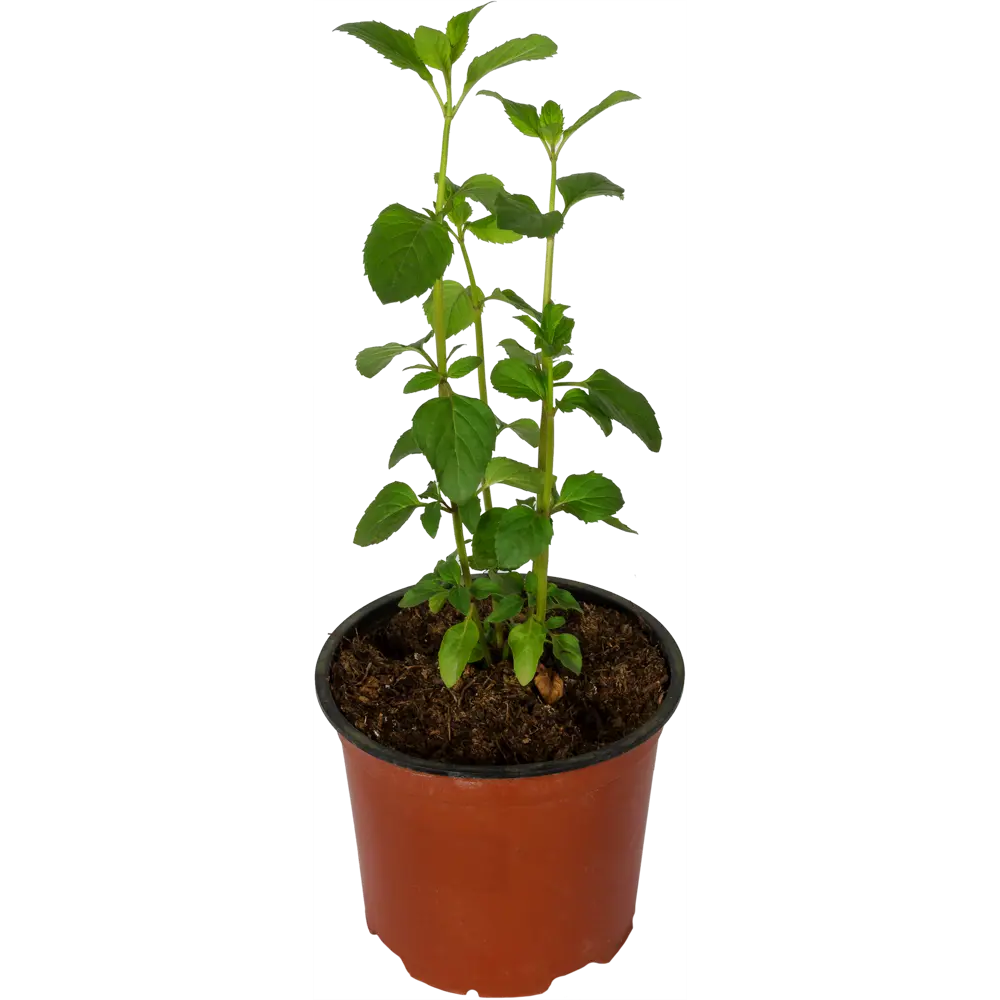 Мята Альмира рассада 1.5 л - свежая пряность для дома и сада 82219520 Santreyd STLM-0952179