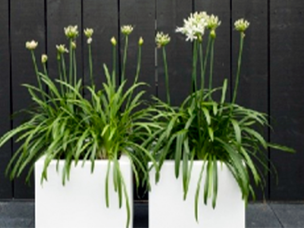 Кашпо коллекции "Ардена" АD-01-44 50/50/50 ГеоПластБорд GPBST-80 - Вид №8