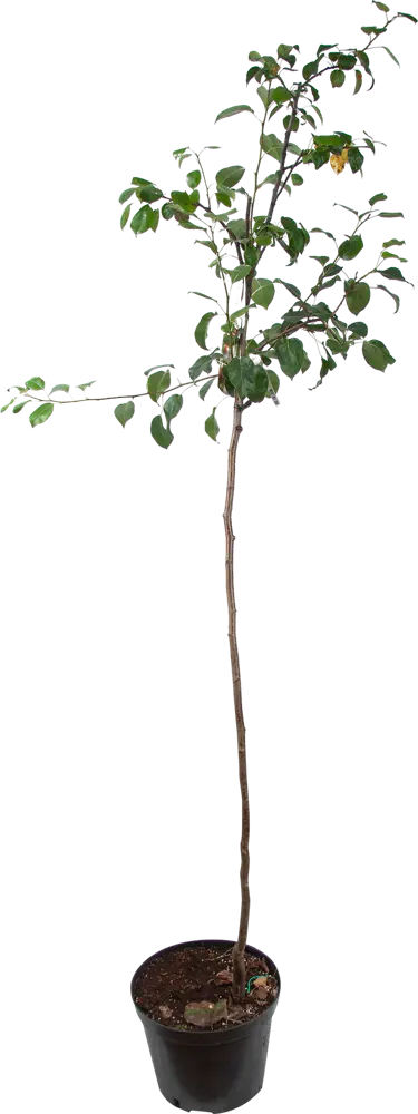 82585381 Дерево-сад груша 2-3 года 28x130 см STLM-0030718