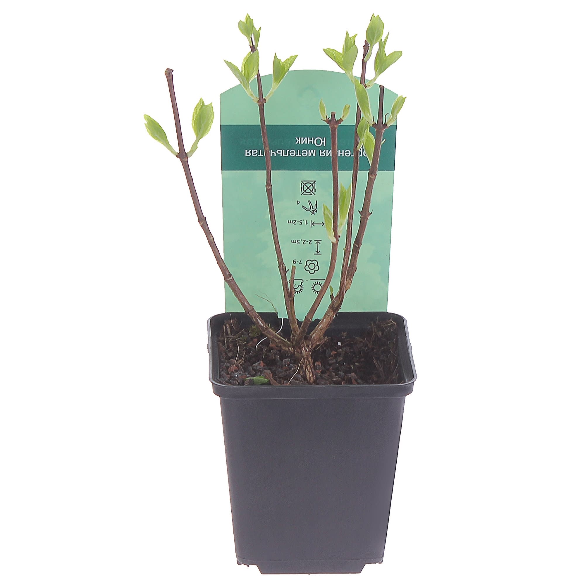 81959185 Гортензия метельчатая «Юник» Р9 Santreyd  - Вид №1