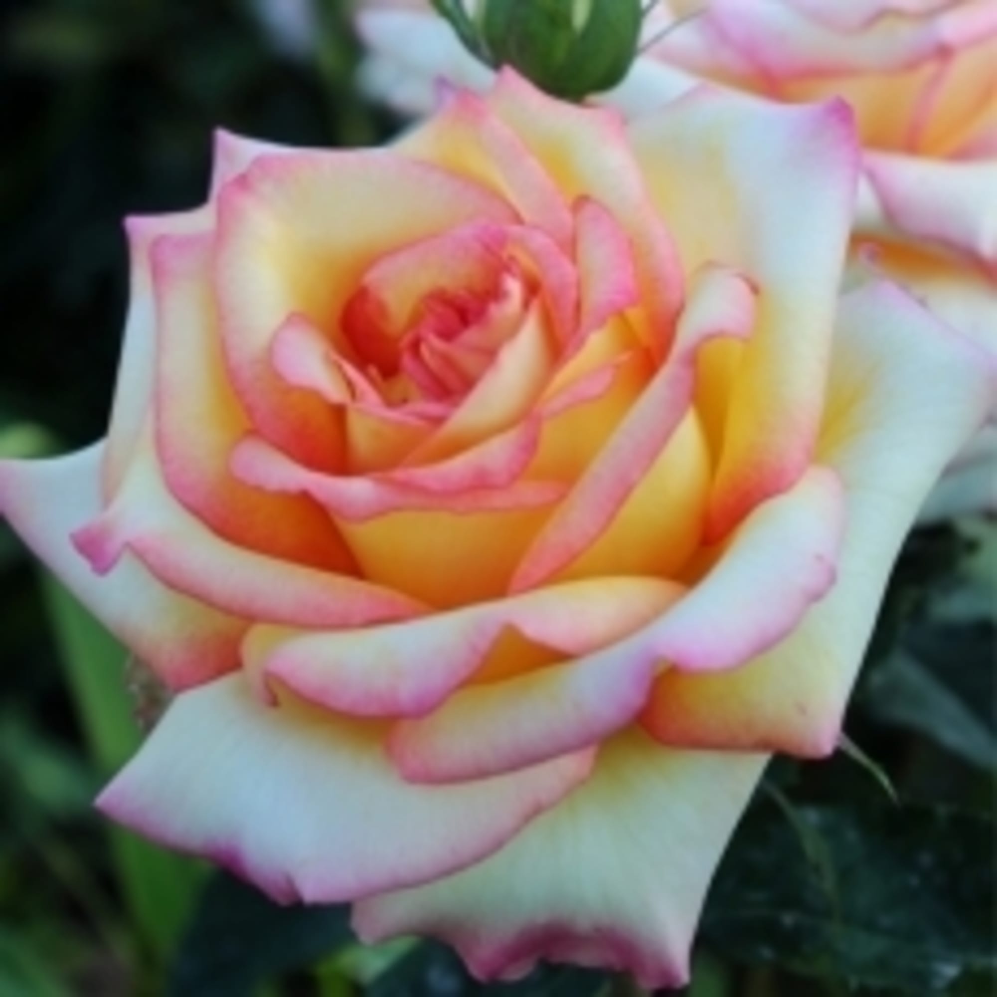 82594798 Роза чайно-гибридная «Сальвадор» 15x30 см Santreyd 