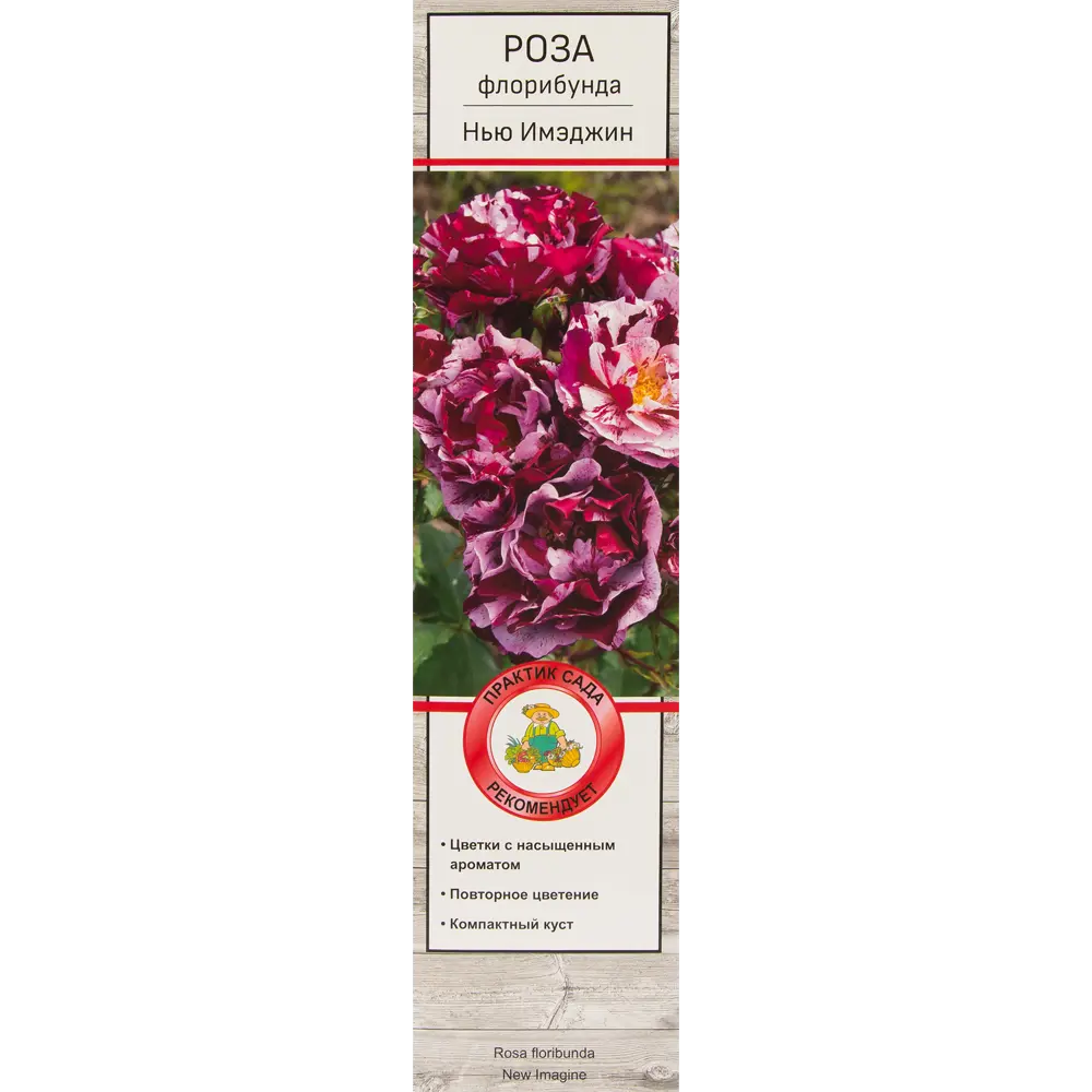 Роза флорибунда «Нью Имэджин» 81951229 STLM-2137564 Santreyd 