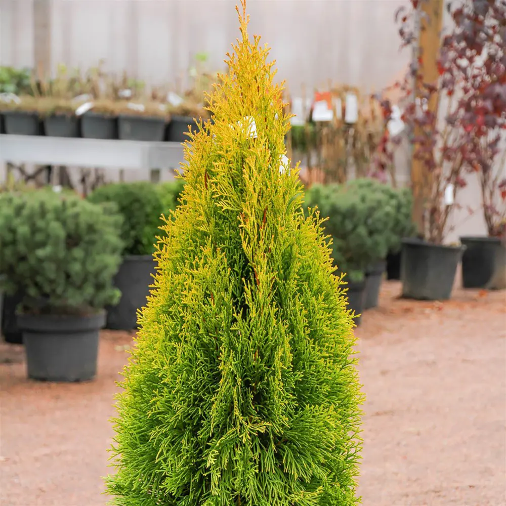 Туя западная Голден Смарагд h30 - 50 см 89363752 STLM-2113461 Santreyd 