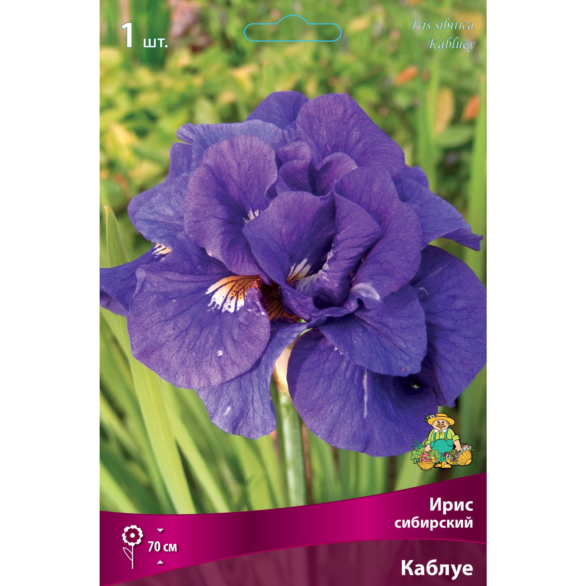 88294639 Ирис сибирский Каблуе луковица I Santreyd 