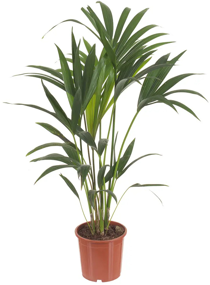 Пальма Ховея Forsteriana от Santreyd - элегантное озеленение интерьера 18785934