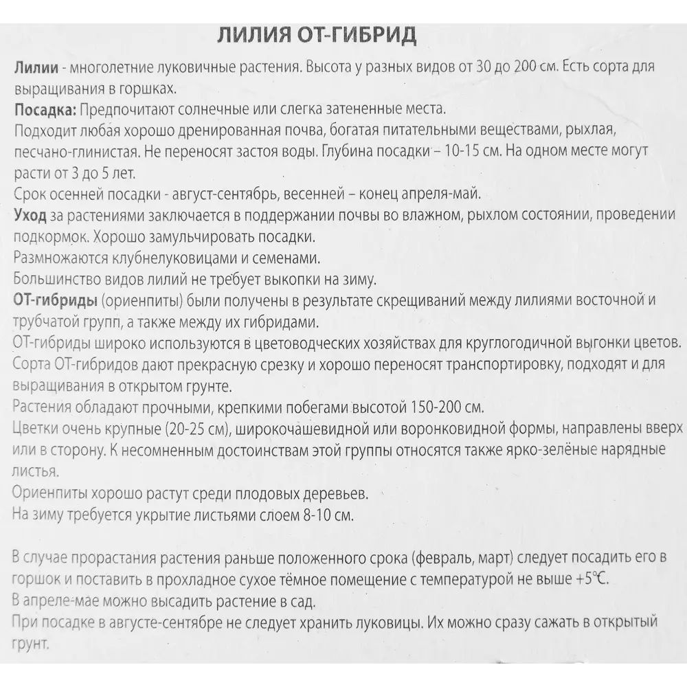 Лилия от-гибрид Ормея 85205725 STLM-2154699 ПОИСК  - Вид №2