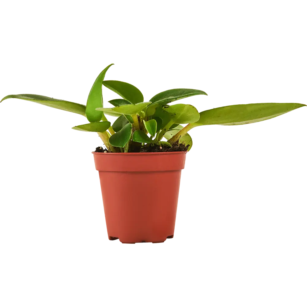 Пеперомия микс Santreyd - комнатное растение с декоративными листьями 87819657 STLM-1394845 - Вид №1