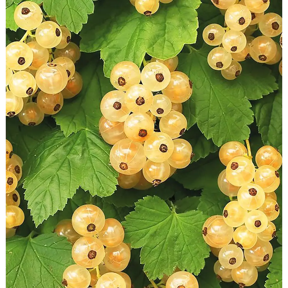 Смородина белая Версальская ø15 h30 см 84406548 STLM-2031959 PLANTMARKET 