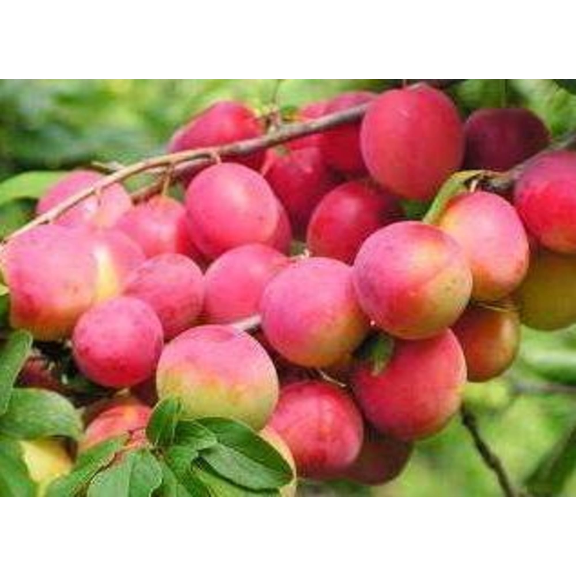 85607943 Алыча Кубанская Комета ø22 h180 см Santreyd 