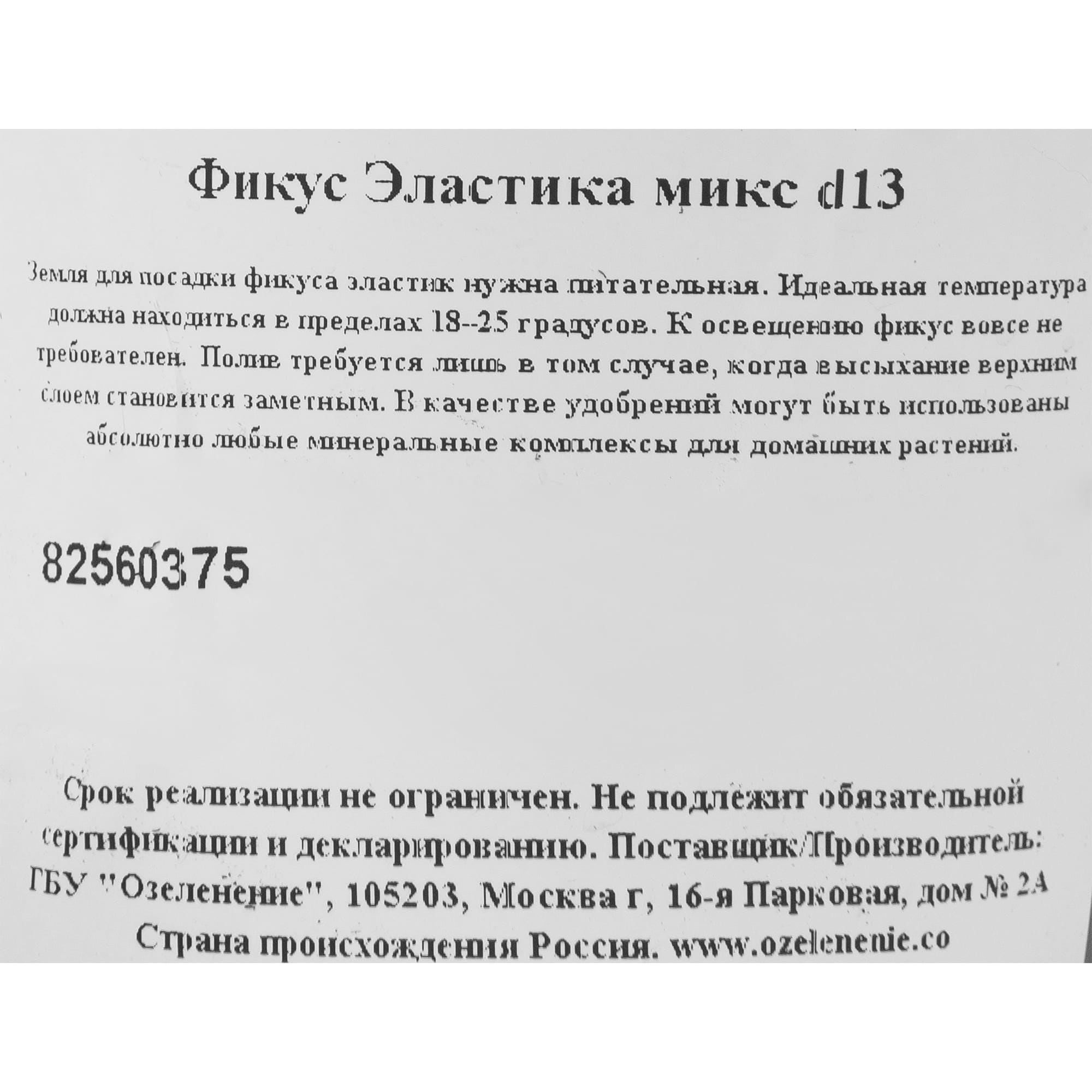 Фикус Эластика Микс Santreyd - комнатное растение с кожистыми листьями 82560375 STLM-0029921 - Вид №2
