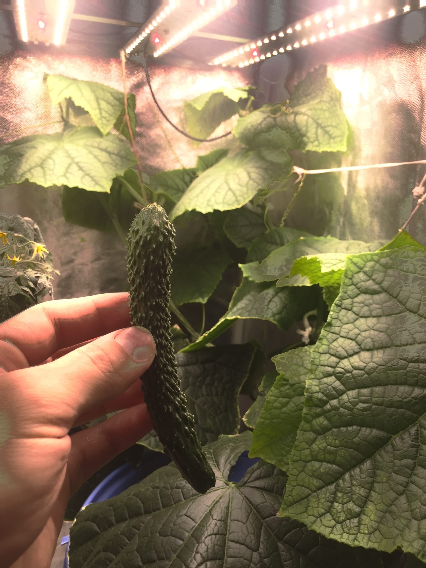 3301 Sunlike 4000 2.1.b Quantum line 300 мм 4000K+660nm LAB.Space  - Вид №1