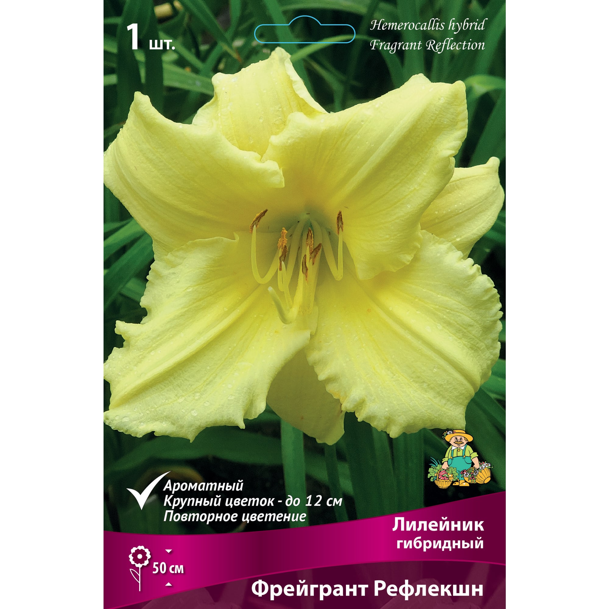 88294960 Лилейник гибридный Фрейгрант рефлекшн луковица I Santreyd 