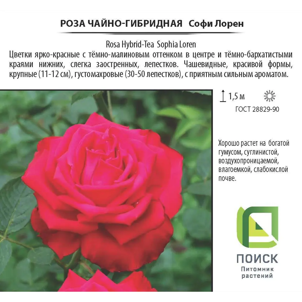 Роза чайно-гибридная «Софи Лорен», 3.5 л 18475119 STLM-2052219 Santreyd  - Вид №2