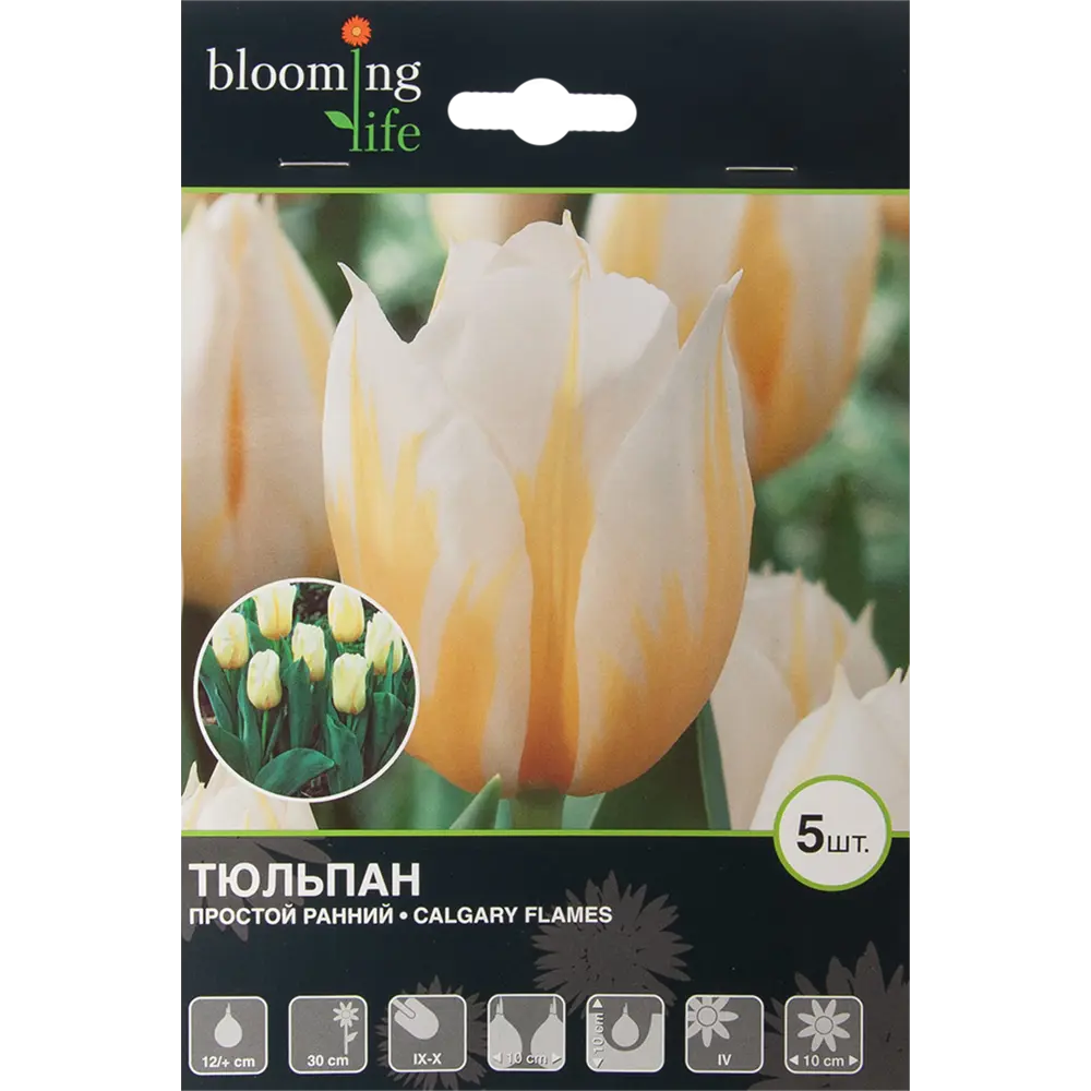 Тюльпан Калгари Флеймс 12/+, 5 шт 17977352 STLM-2133204 Santreyd 